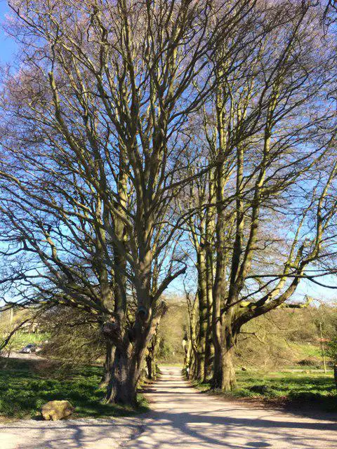 ST5165 : Avenue of Beech Trees in Winter