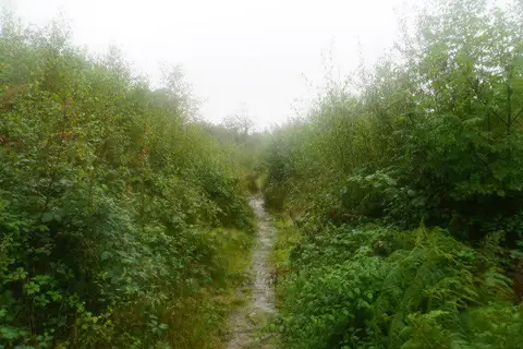 SH5649 : Path in Beddgelert Forest