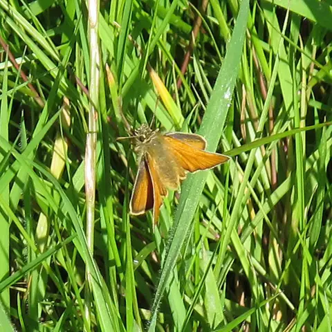TQ6191 : Small Skipper