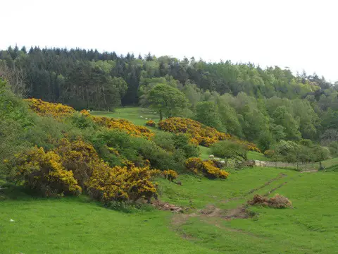 NY8063 : Gorse bushes below Morralee Wood