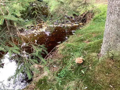 NY6392 : Allery Cleugh