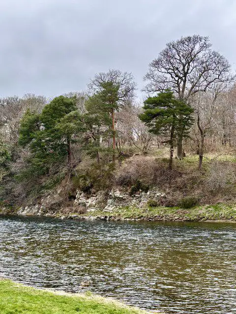 NT5135 : Scots Pines and Crags at Lowood 
