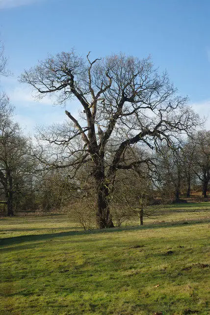 TQ5694 : A Weald Park Oak