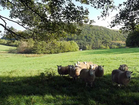 NT8928 : Sheep pasture near Hethpool House