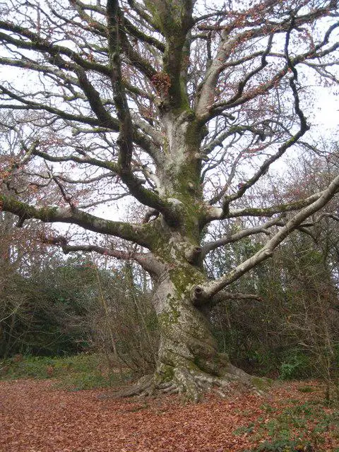 SW6443 : Beech tree in Tehidy Woods