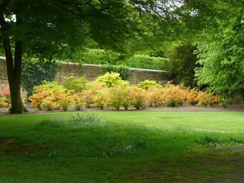 NU1813 : Azeleas, Alnwick