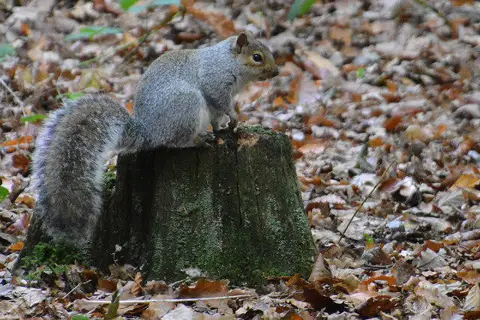 SX7389 : West Devon : Squirrel
