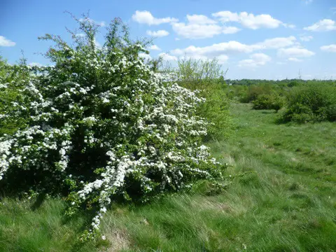 TQ3995 : Chingford Plain