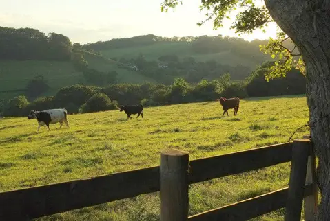 SO7546 : Cattle near Croft Farm