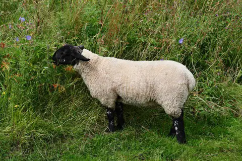 NU1109 : Edlingham: Sheep who has escaped from his field and is munching where he is not supposed to be