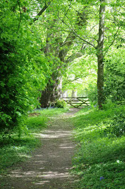 SO3608 : Woodland path