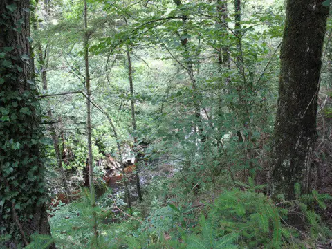 SH7324 : The Mawddach Gorge from the forestry road