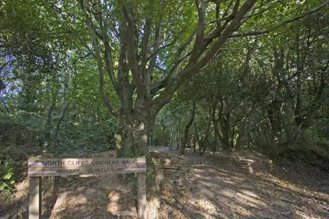 SW6443 : North Cliffs walk, Tehidy Park
