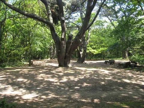 SW6443 : Clearing in North Cliff Plantation, Tehidy Country Park