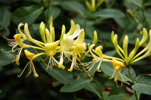 SP5605 : Honeysuckle in Shotover Country Park