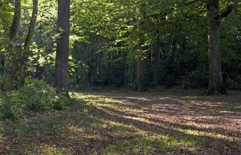 SW6443 : Tehidy woods