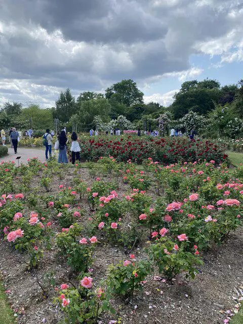 TQ2882 : Queen Mary's Rose Gardens