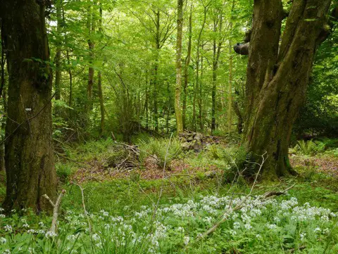 NT7754 : Wild Garlic in the Woods at Duns Castle Estate