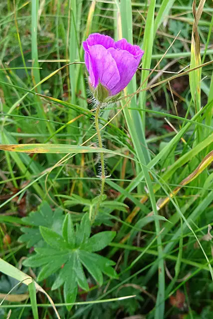 NU0348 : Bloody Cranesbill (Geranium sanguineum)