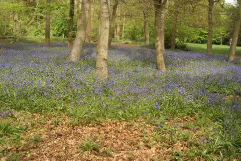 TQ4187 : View of bluebells in Chalet Wood, Wanstead Park #26
