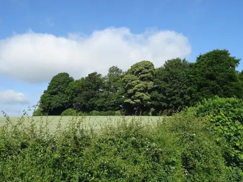 SE5376 : Woodland near Coxwold