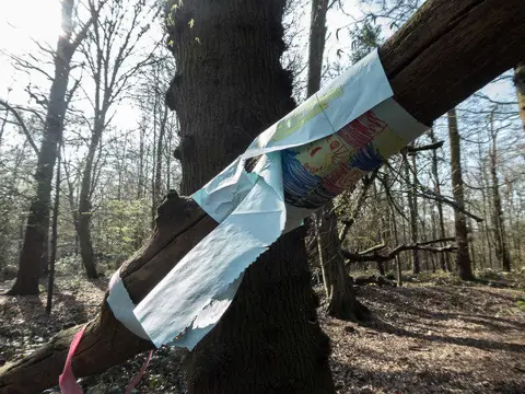 TQ2898 : Papers in Tree, Trent Park, Cockfosters, Hertfordshire