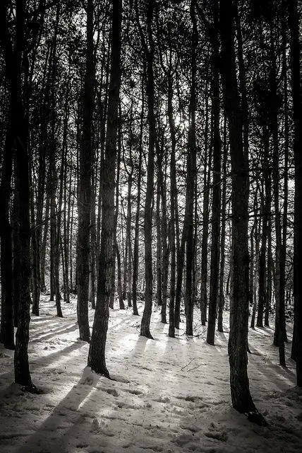SJ9344 : Park Hall Forest (winter)