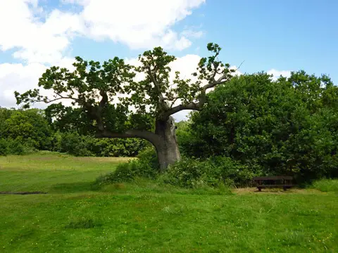 TQ5694 : Attenuated oak, Weald Country Park