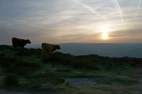 SK2575 : Highland cattle on the edge