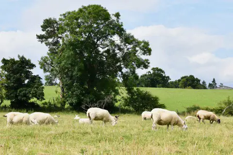 NU1109 : Edlingham: Field with grazing sheep