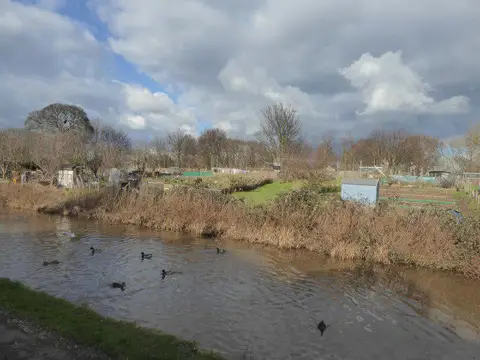 SJ4366 : Allotments near the Canal