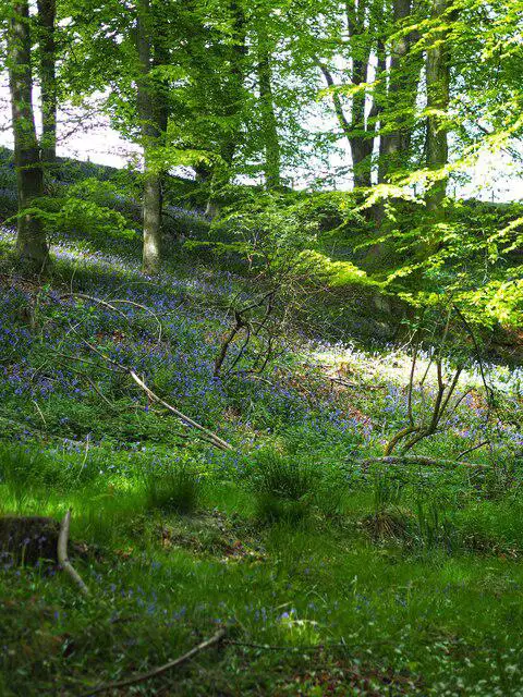 NU1713 : Sun-Dappled Bluebell Wood