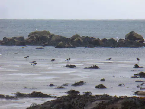 NF7129 : Oystercatchers Looking for Dinner