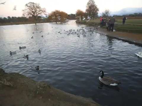 Image shared for Bushy Park Ponds, Woodland Gardens and Diana Fountain