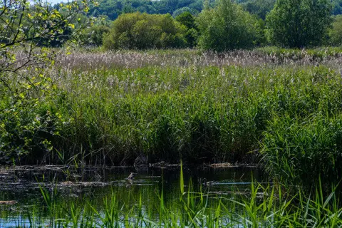 ST4639 : Sharpham : Ham Wall Nature Reserve