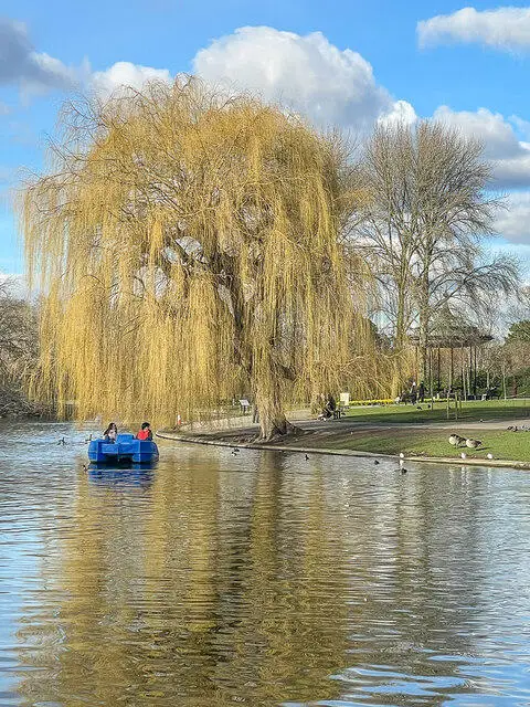 TQ2782 : Lake, Regent's Park