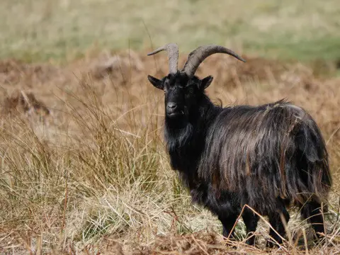NT8017 : Cheviot feral goat by the Heatherhope Burn