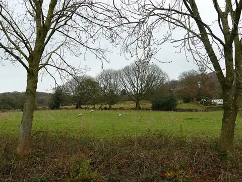 SJ9459 : Sheep grazing above Rudyard Lake