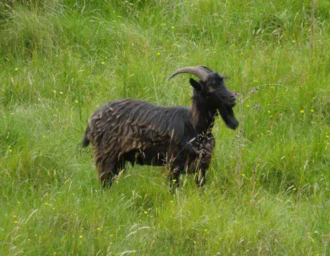 NT8017 : Cheviot Goat