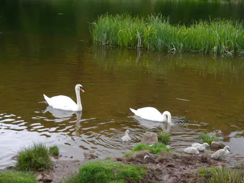 NT7754 : Swans and Cygnets on Hen Poo Duns