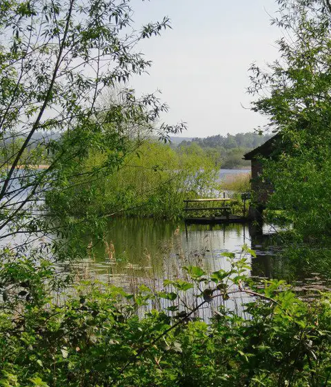 SU8541 : A corner of Frensham Little Pond