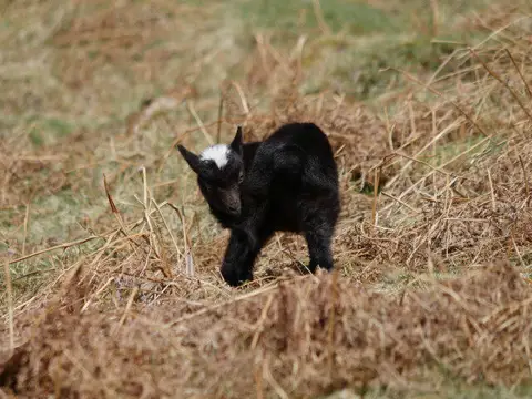 NT8017 : Cheviot feral goat kid on Blackbrough Hill