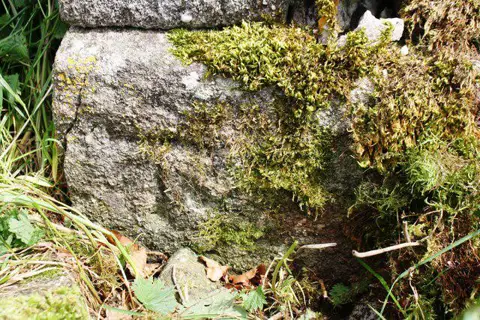 SD8172 : Benchmark on ruined barn on east side of Horton Scar Lane