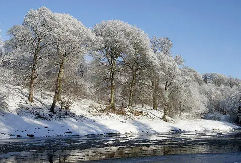 NT5235 : Frosted trees by the River Tweed