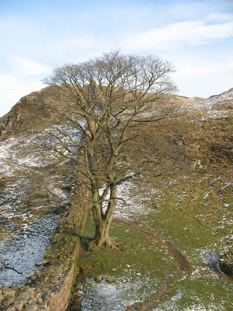 NY7667 : The tree in Sycamore Gap
