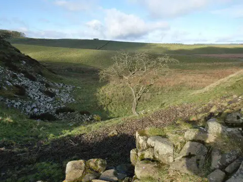 NY7667 : View north from Sycamore Gap