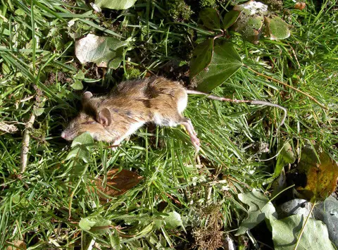 ST5251 : Poor Priddy pest