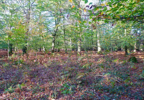 SU2400 : Inside Wilverley Inclosure