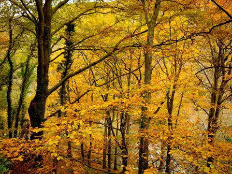 SS7349 : East Lyn Beeches, 5