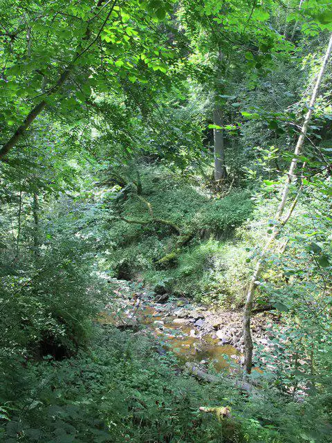 NY8484 : The wooded gorge of Hareshaw Burn